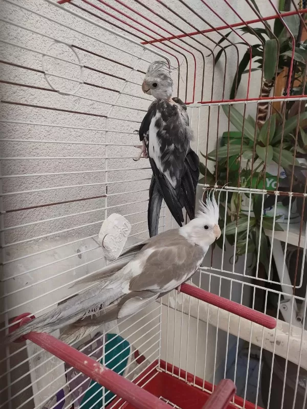 2 Aylık Sultan Papağanı Yavrusu