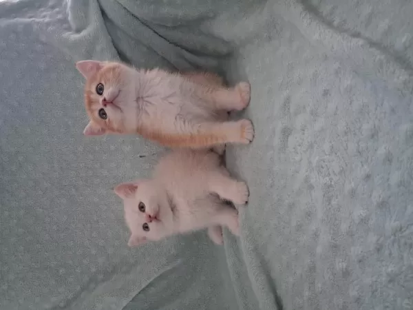 Mianın Minik Kedileri Yeni Yuvalarını Bekliyor