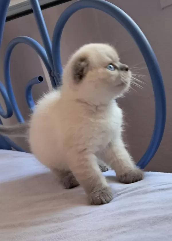 Scottish Fold Point Erkek