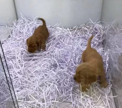 Ruhsatlı Resmi İşletmeden Taksit Avantajıyla American Cocker