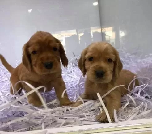 Ruhsatlı Resmi İşletmeden Taksit Avantajıyla American Cocker