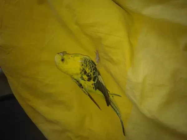 Toplu Muhabbet Kuşu Satılık