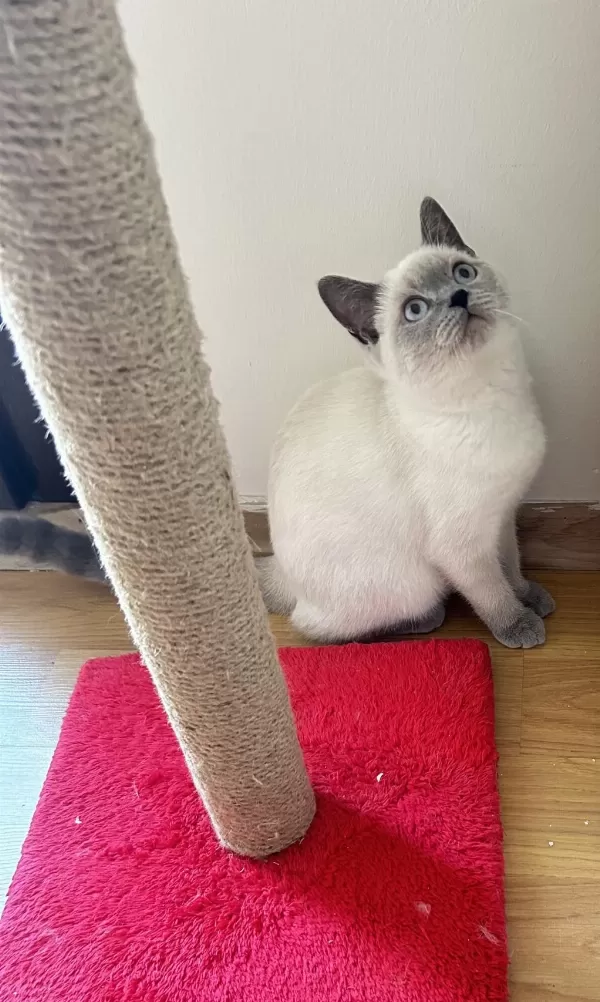 British Shorthair Blue Point 4.5 Aylık Safkan