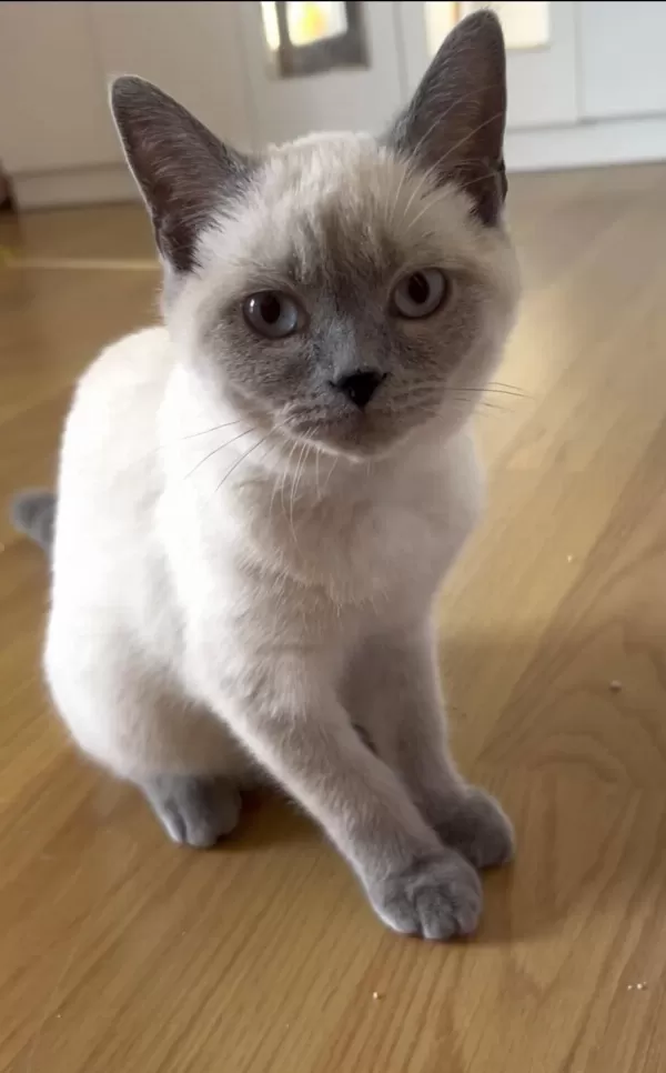 British Shorthair Blue Point 4.5 Aylık Safkan