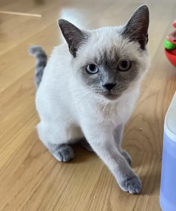 British Shorthair Blue Point 4.5 Aylık Safkan