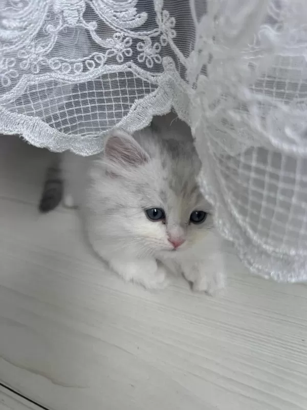 British Longhair 3 Aylık