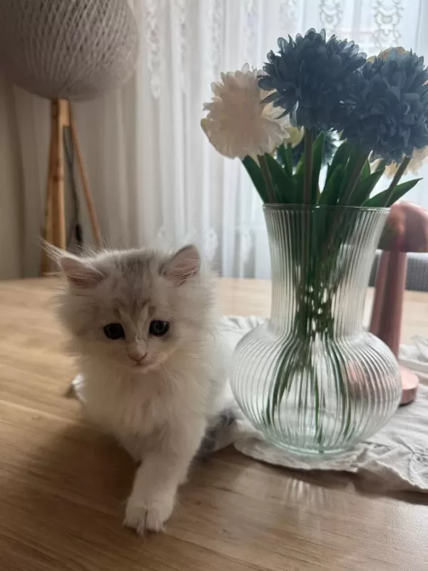 British Longhair 3 Aylık