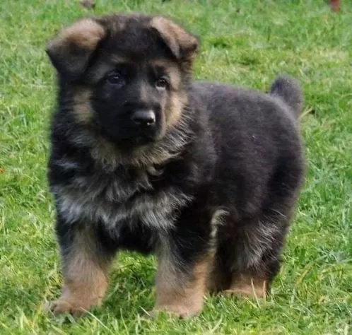 Ruhsatlı Resmi İşletmeden Taksit Avantajıyla K9 Alman Kurdu