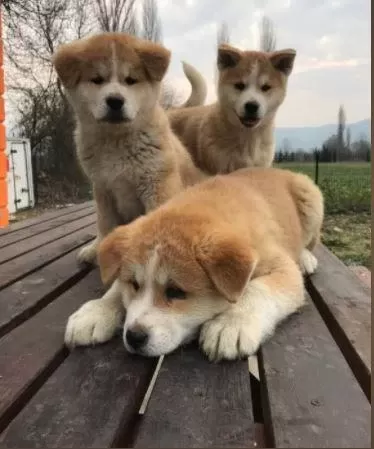 Ruhsatlı Resmi İşletmeden Taksit Avantajıyla Japon Akita
