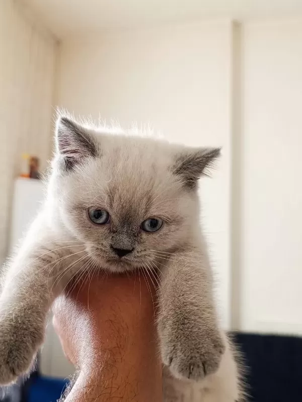 3 Tane Dişi Yavru Kedimiz Yeni Yuvasını Aramaktadır