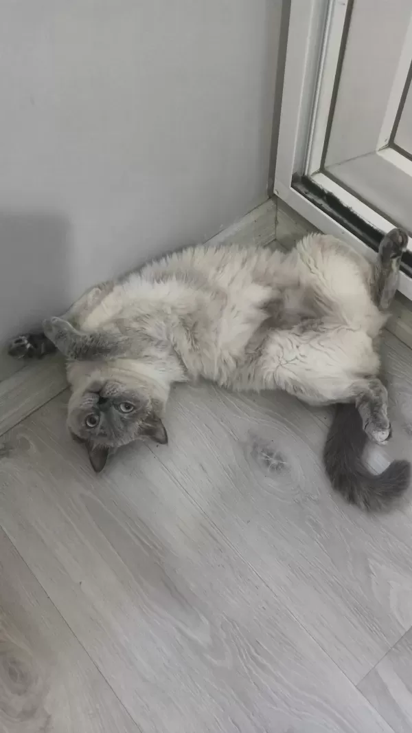 Sağlıklı 2 Yaşında Kedimiz