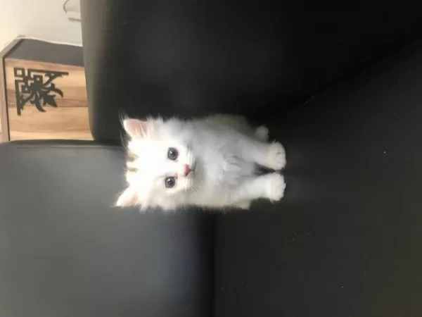 British Longhair Erkek