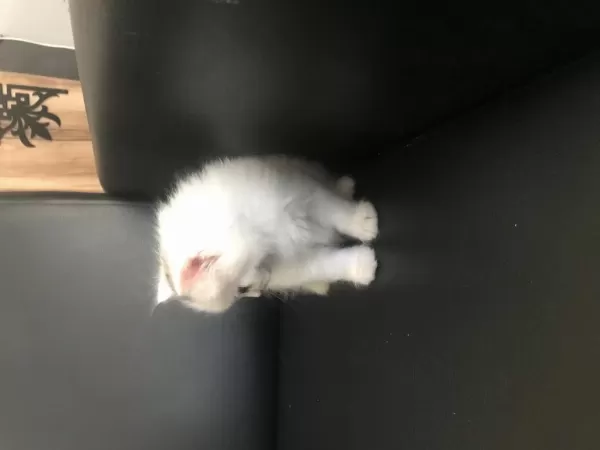 British Longhair Erkek