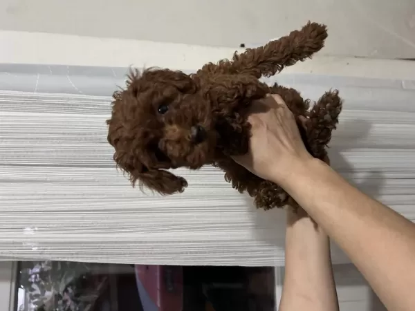 Toy Poodle Yavrular 3 Aylık