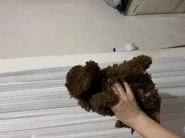 Toy Poodle Yavrular 3 Aylık