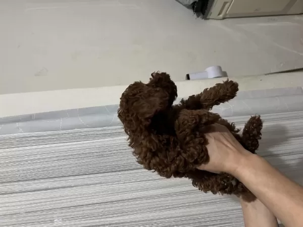 Toy Poodle Yavrular 3 Aylık
