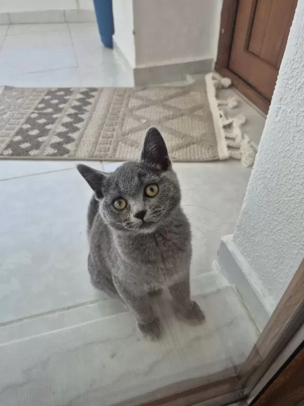 British Shorthair Erkek 4 Aylık