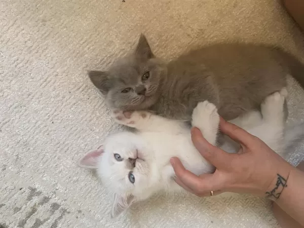 British Shorthair Yavrularım 12 Mayıs Doğumlu