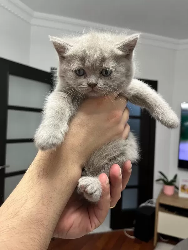 British Shorthair Yavrularım 12 Mayıs Doğumlu