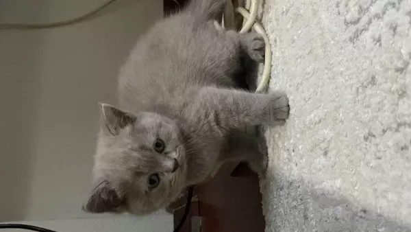 British Shorthair Yavrularım 12 Mayıs Doğumlu