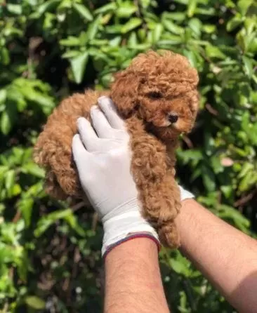 Ruhsatlı Resmi İşletmeden Taksit Avantajıyla Toy Poodle