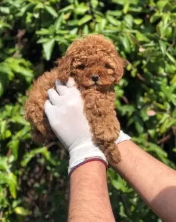 Ruhsatlı Resmi İşletmeden Taksit Avantajıyla Toy Poodle