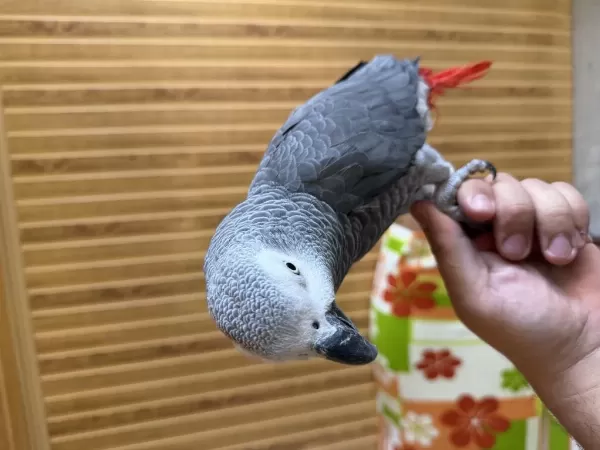 Elden Omuzdan İnmeyen Mükemmel Bir Jako