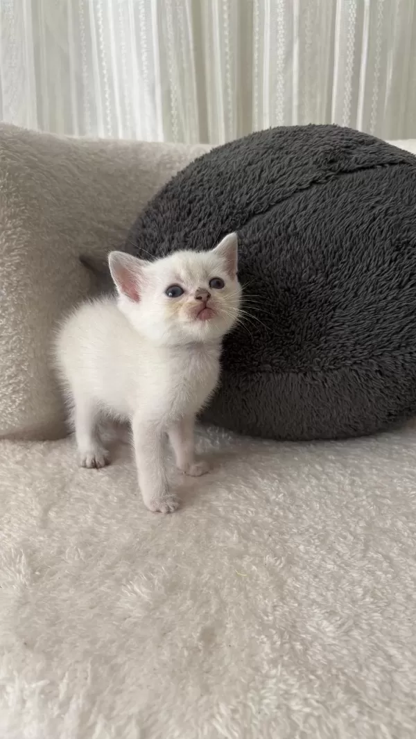 Mükemmel British Shorthair Bebişlerim