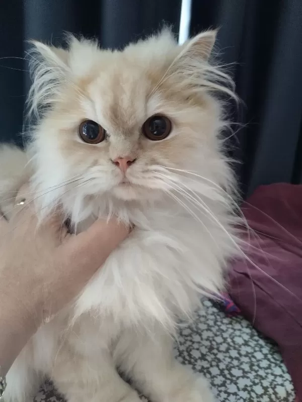 İran Chinchillası Ücretsiz Sahiplendirilecektir