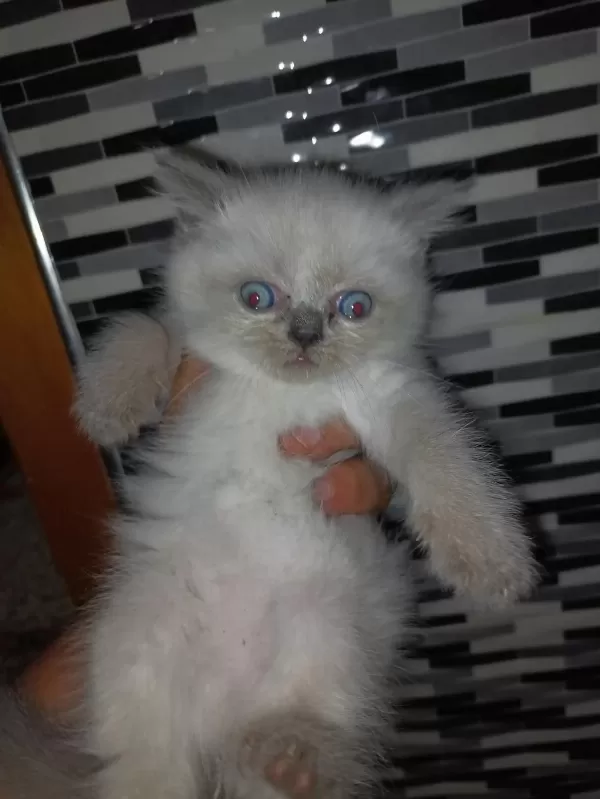 Kuru Mamaya Geçiş Yaptılar Uygun Siyam Kedisi