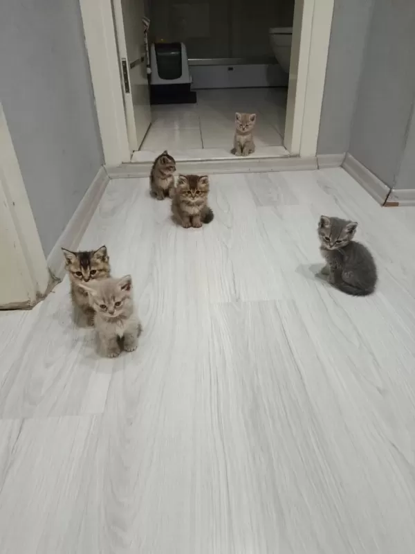 Ev Ortamından Sağlıklı Yavru Kediler