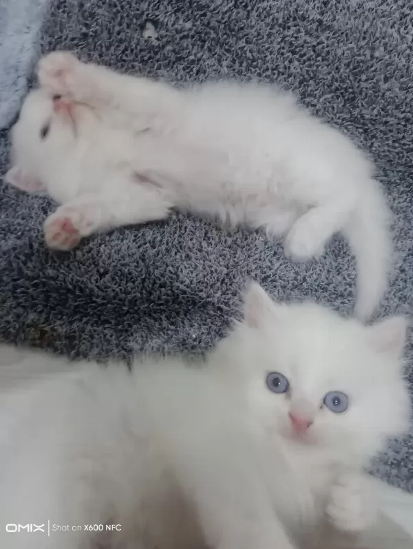 İran Kedisi Sahibimi Arıyorum