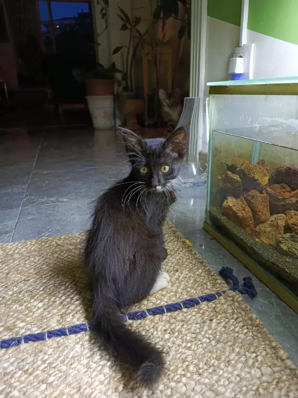 Sağlıklı 3 Aylık Kedicik