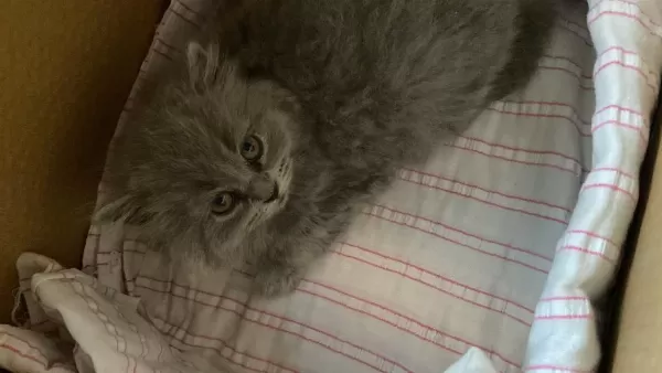 British Longhair Kedisi