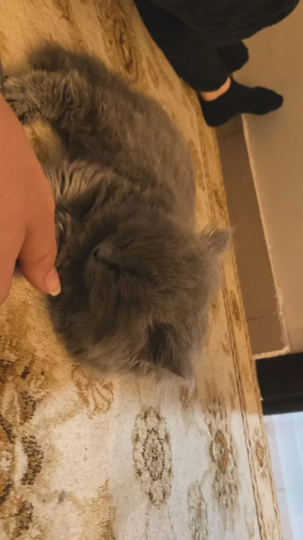 British Longhair Kedisi