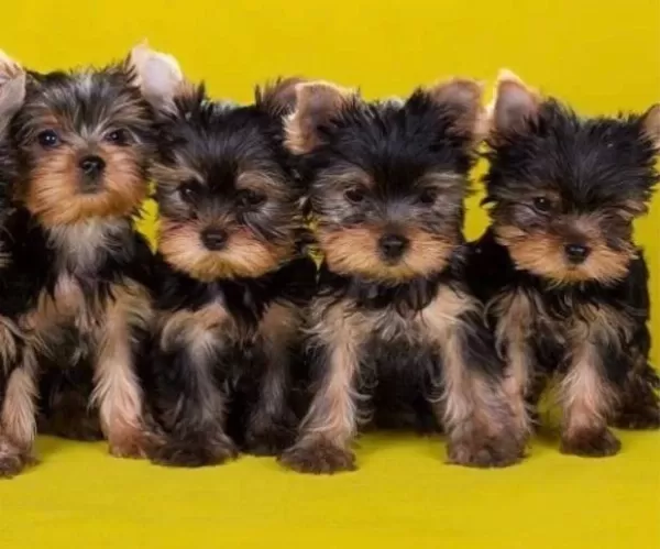 Elit Patiler Farkıyla Yorkshire Terrier Yavrular