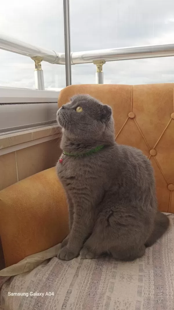 Scottish Fold Erkek Sahiplendirme İlanı