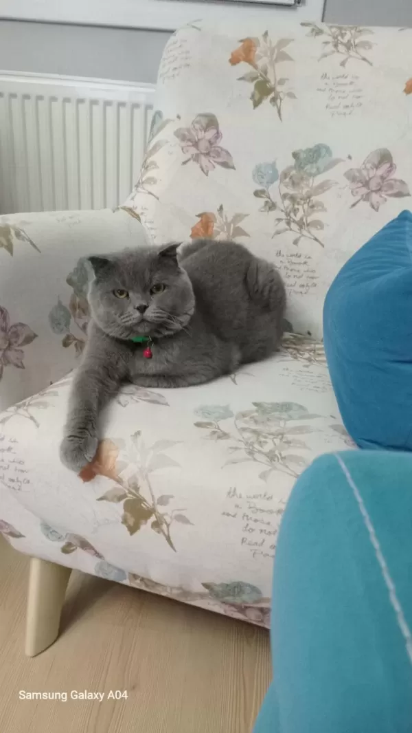 Scottish Fold Erkek Sahiplendirme İlanı