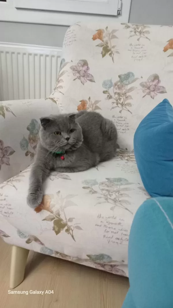 Scottish Fold Erkek Sahiplendirme İlanı