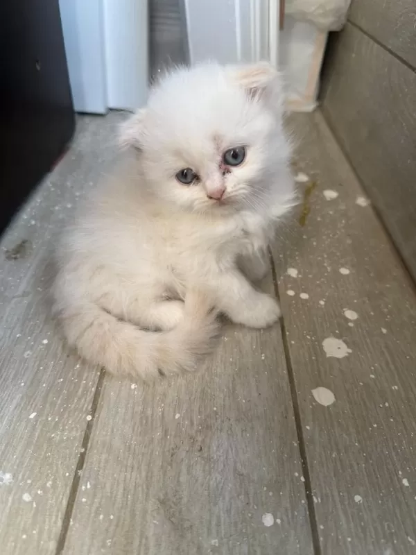 Scottish Fold Longhair Yavru Kediler