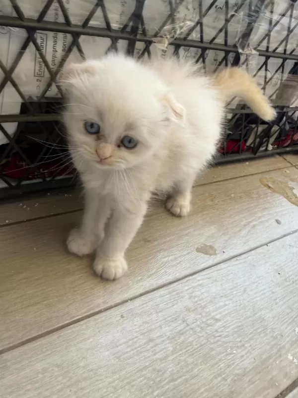 Scottish Fold Longhair Yavru Kediler