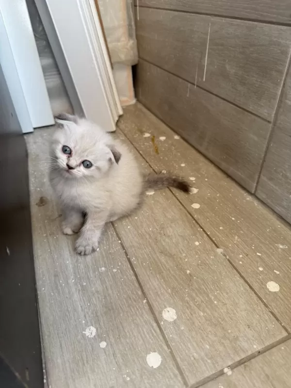Scottish Fold Longhair Yavru Kediler