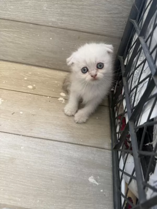 Scottish Fold Longhair Yavru Kediler