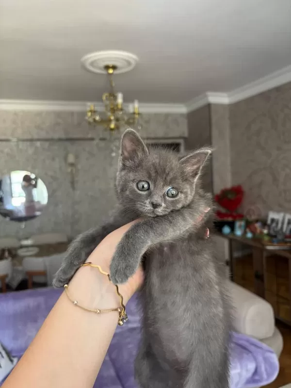 Minik British Shorthair Yavrumuza Yuva Arıyoruz
