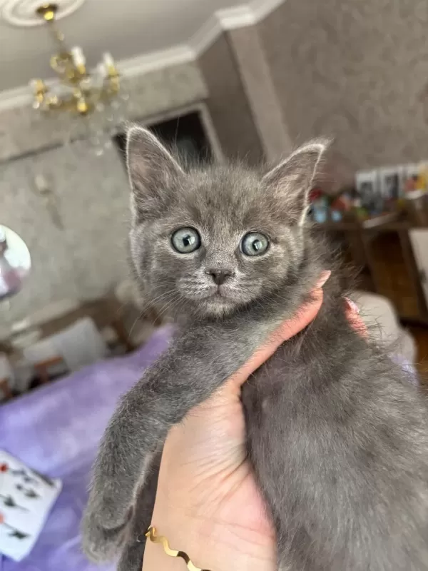 Minik British Shorthair Yavrumuza Yuva Arıyoruz