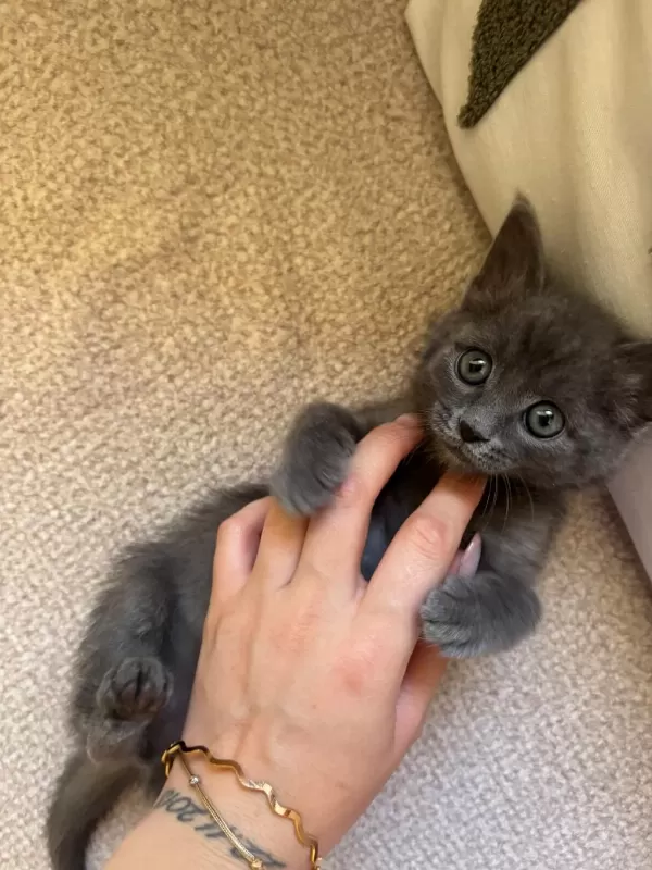 Minik British Shorthair Yavrumuza Yuva Arıyoruz
