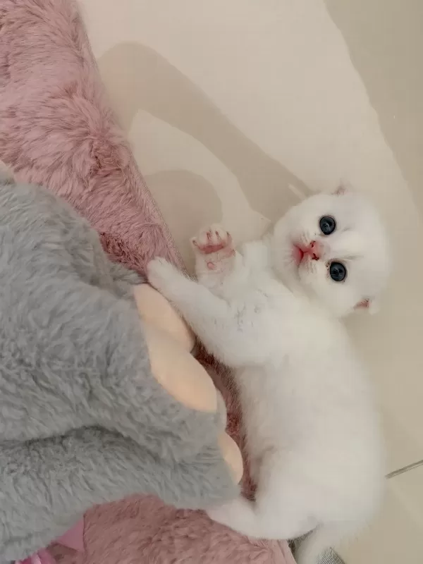 Beyaz Scottish Fold Kedisi