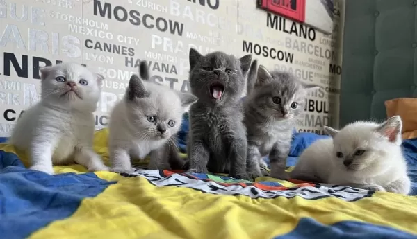 Premium Kalite Ayı Surat British Shorthair Yavrularımız