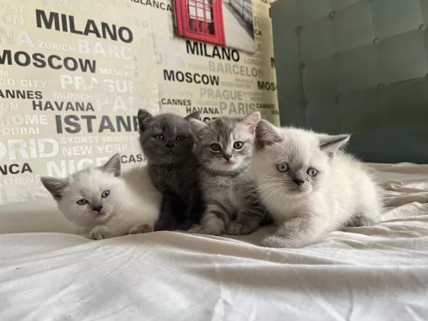 Premium Kalite Ayı Surat British Shorthair Yavrularımız