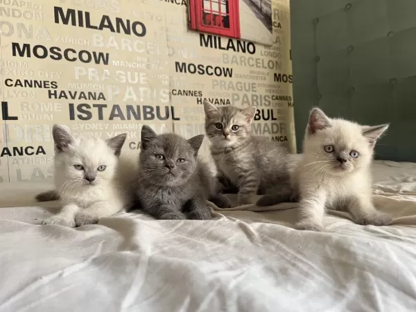 Premium Kalite Ayı Surat British Shorthair Yavrularımız
